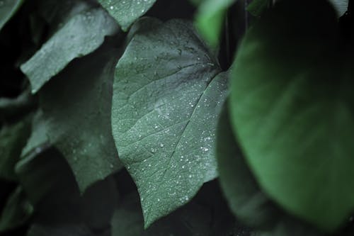 bitki, bitki örtüsü, Büyük yaprak içeren Ücretsiz stok fotoğraf