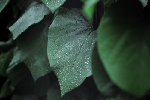 Green Leaves in Close Up Photography