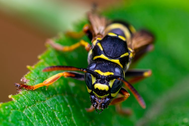 Macro Shot Of A Black And Yellow Hornet