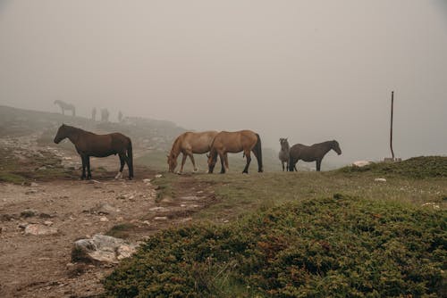 Free A Horses on the Field with Fog Stock Photo