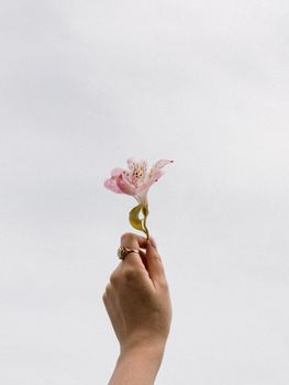 粉红色的花朵映衬着晴朗的天空，一只手握着它，展现出简约与优雅