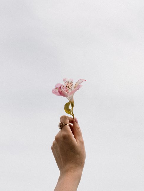 A hand holding a pink flower against a clear sky, showcasing simplicity and elegance.