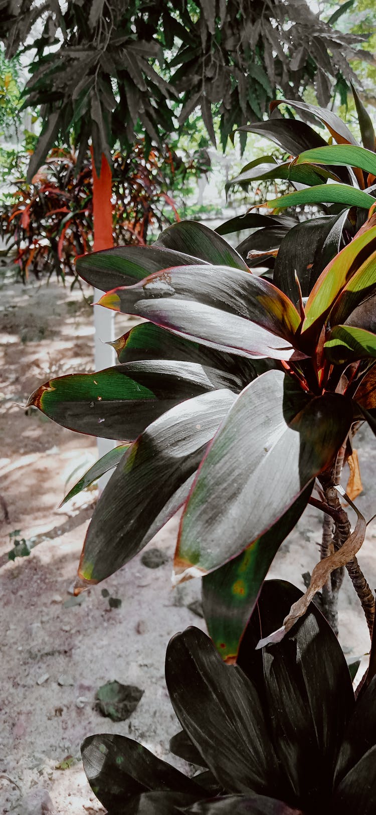 A Cordyline Plant