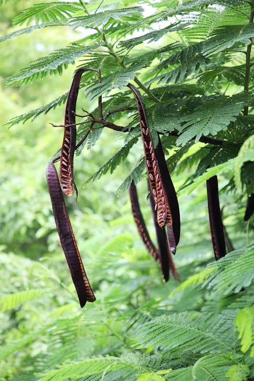 Immagine gratuita di alberi, albero, impianti