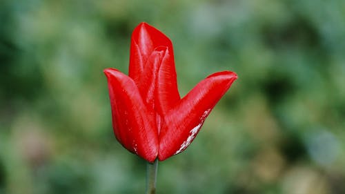 Red Tulip in Bloom