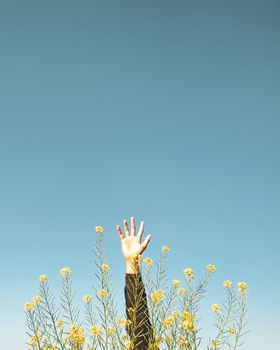 一张极简主义照片中，一只手臂伸展在黄色野花丛里，背景是清澈的蓝天