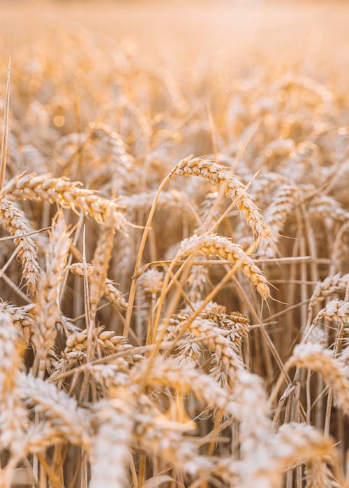 Free Closeup of gold spikes of cereal on endless meadow in summer day during sunset Stock Photo