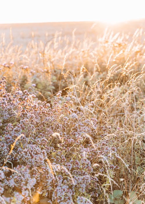Free Picturesque scenery of blooming flowers growing on wheat meadow in countryside on amazing sunset Stock Photo