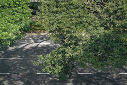 Безкоштовне стокове фото на тему «Аерофотозйомка, вид зверху, гілки дерев»