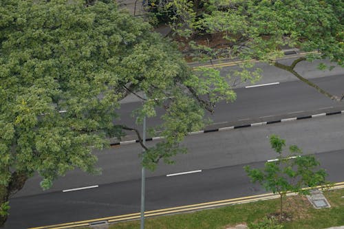 Foto profissional grátis de arquitetura, árvores, árvores de chuva