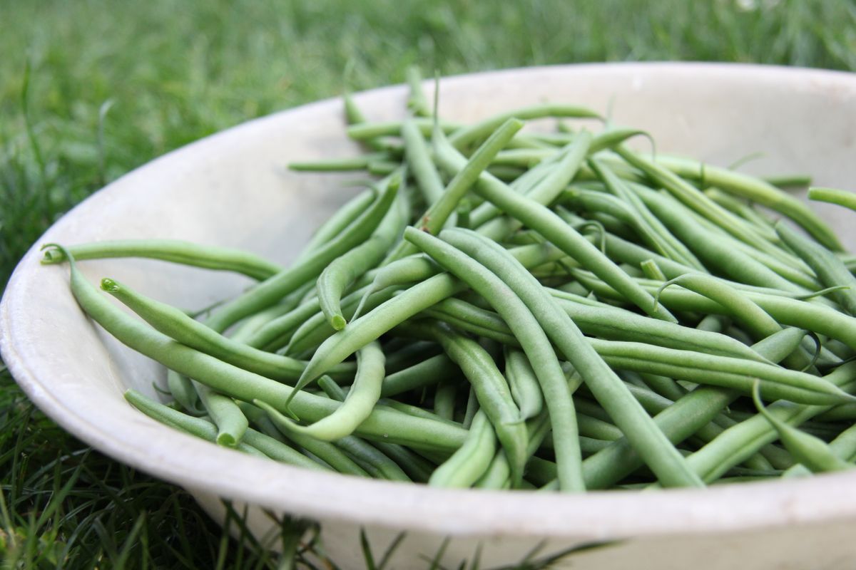 Fresh green beans for slow-cooker green bean casserole