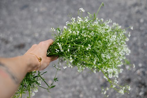 Foto d'estoc gratuïta de flora, flors, la respiració de les criatures