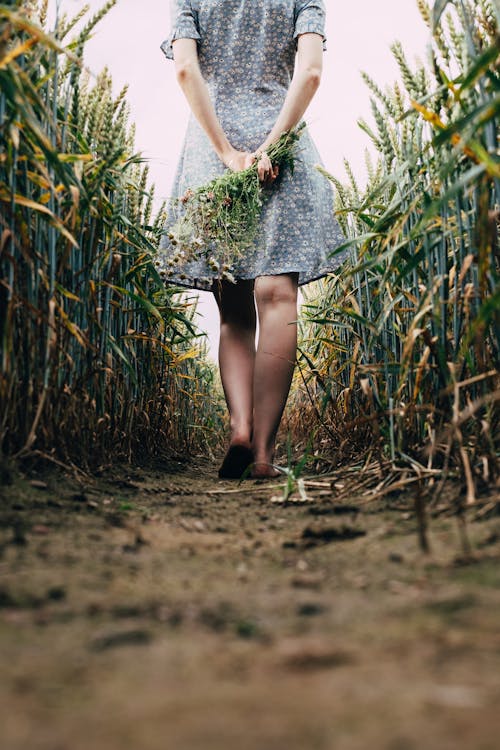 Back View of Woman in a Dress Holding a Bunch of Flowers Walking Barefoot on a Field 