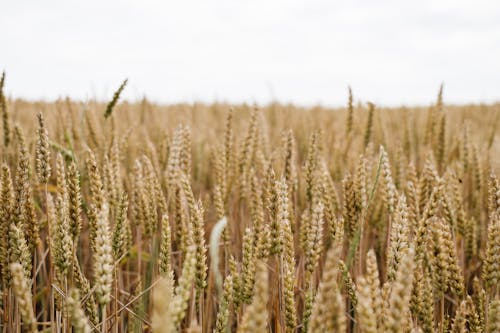 Foto stok gratis agrikultura, barley, biji-bijian