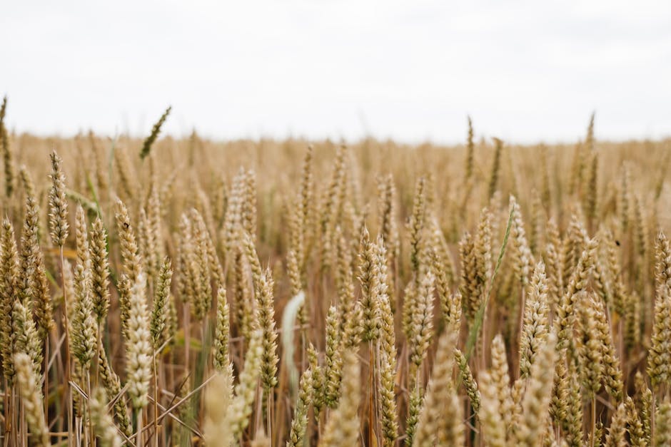 How Betterment’s Tax Loss Harvesting Boosts Returns for New Investors Close-up of a wheat field in Poland showcasing ripe golden heads under a clear sky.