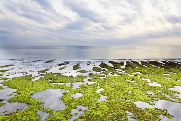 Algae On Sea