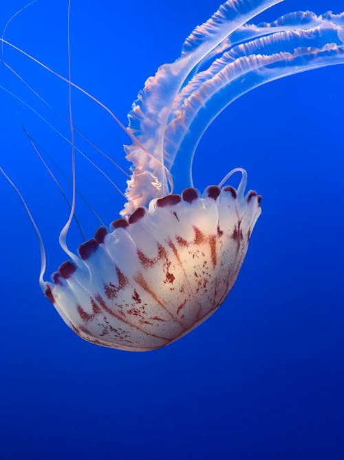 Základová fotografie zdarma na téma medúza, modré pozadí, mořský život