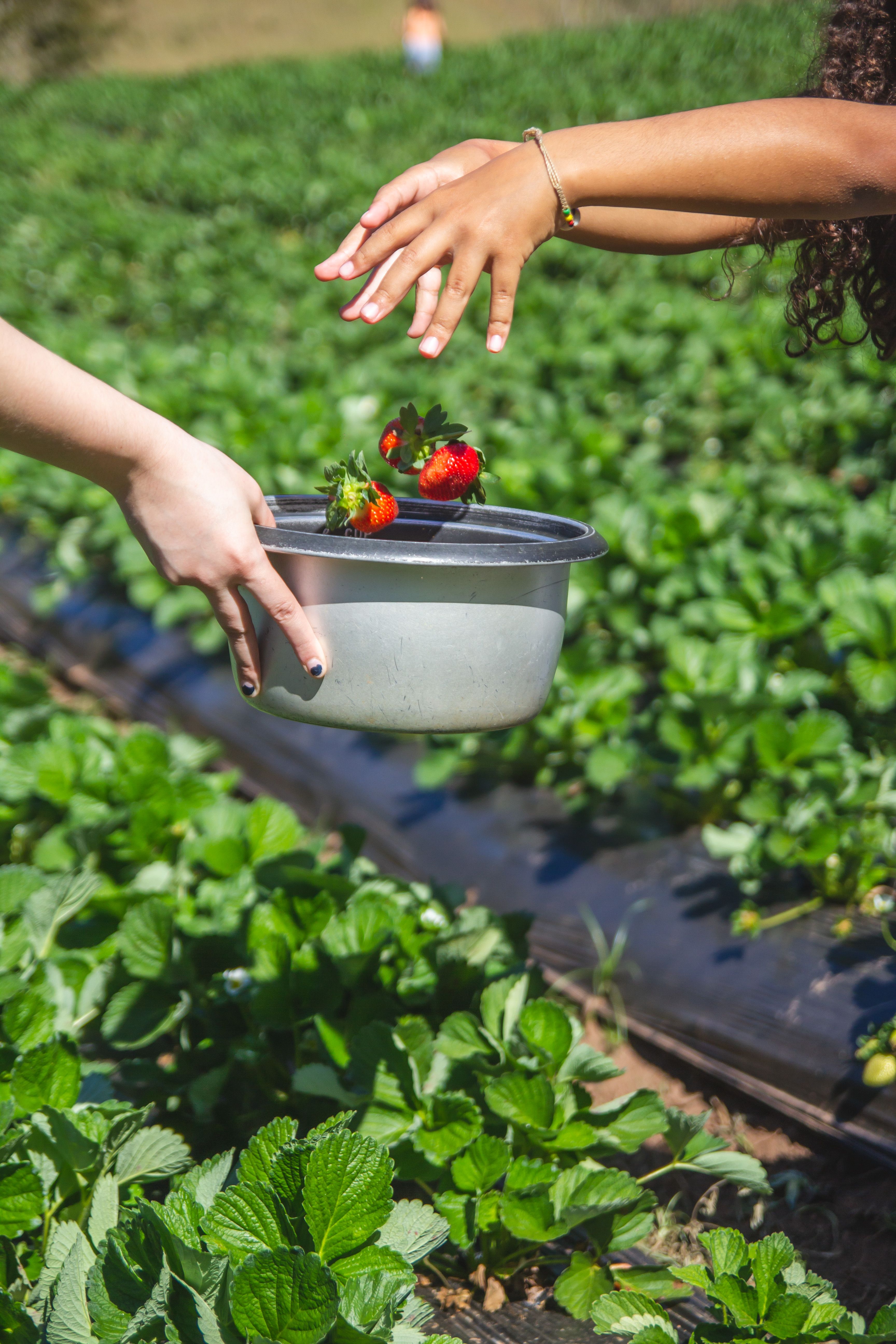 Picking strawberries in June