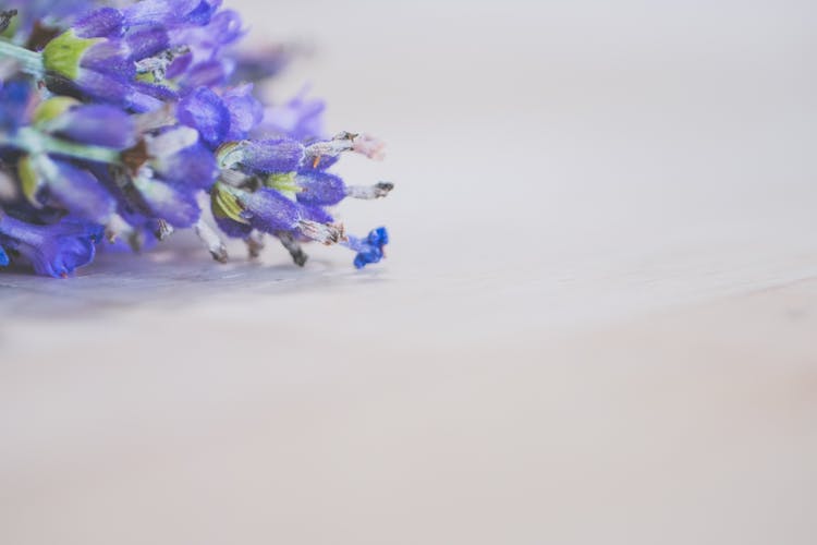 Micro Photography Of Lavender Flowers