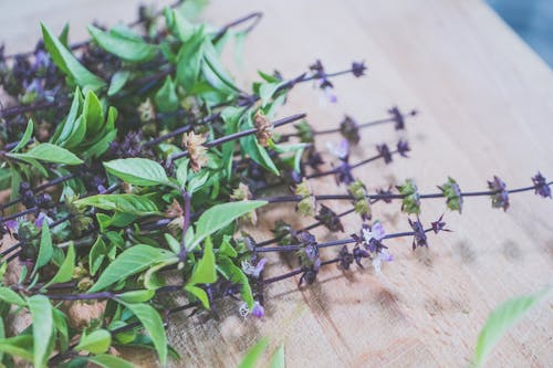 aromaterapi, Çiçekler, kapatmak içeren Ücretsiz stok fotoğraf