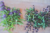 Green and Purple Plant on Brown Wooden Table