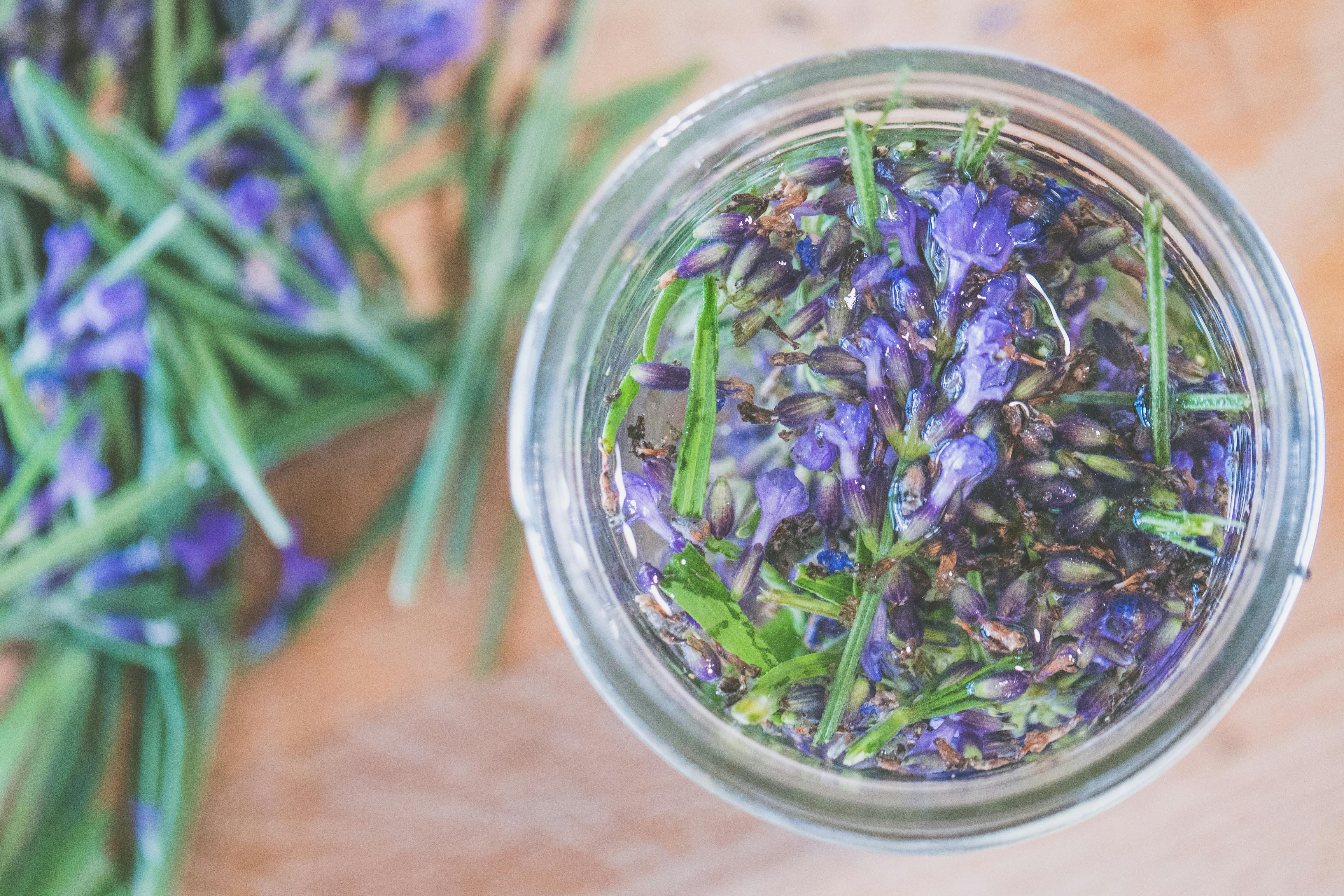 Close-up of fresh lavender flowers immersed in water for an herbal infusion.