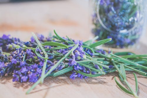 Kostnadsfri bild av blommor, flora, lavendel