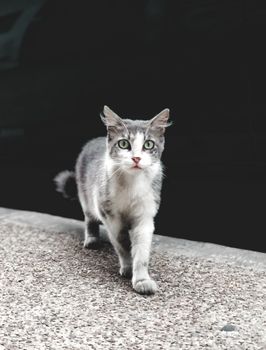 一只灰猫自信地走在户外的人行道上，拍摄于自然环境中