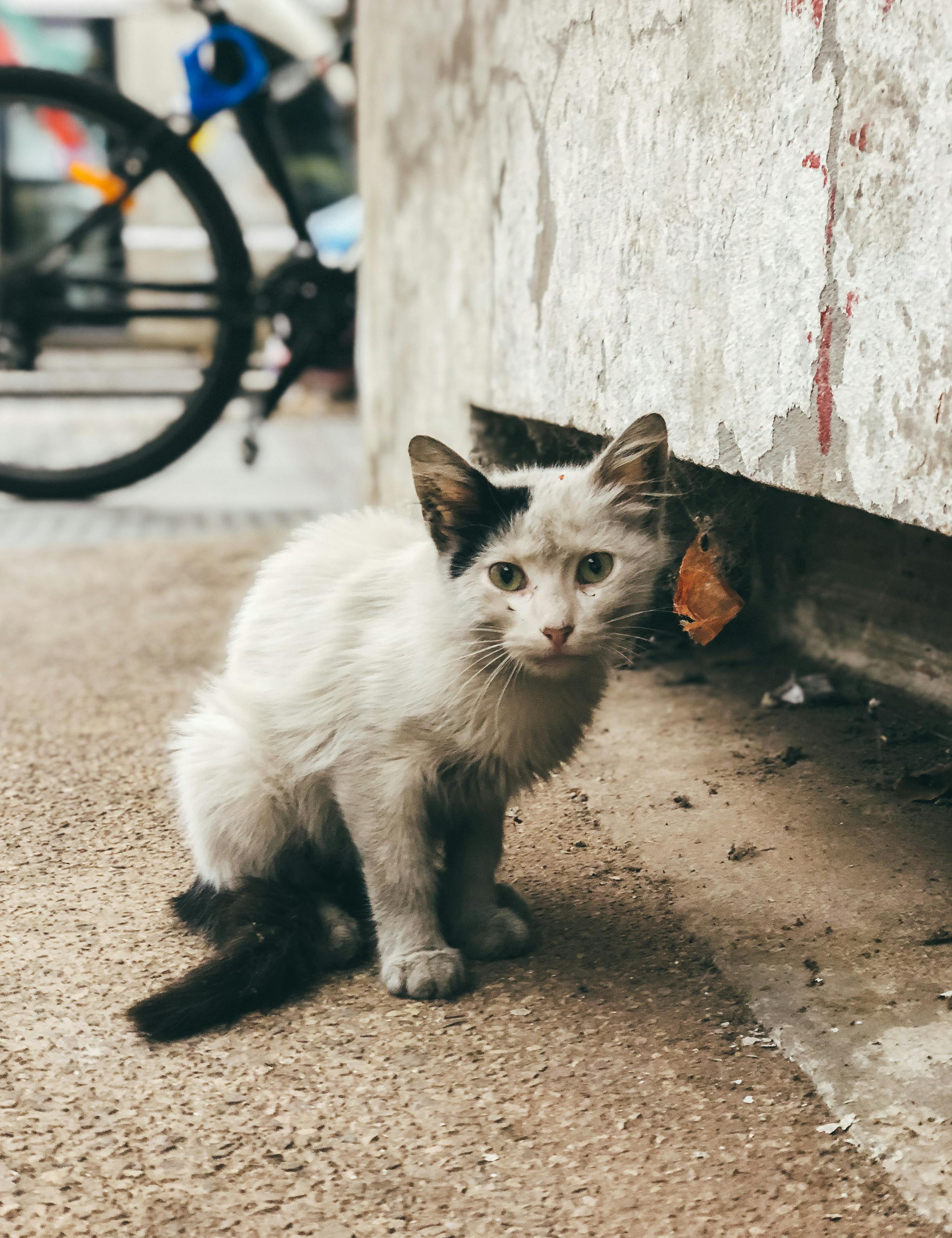 Dirty Cat on Street · Free Stock Photo