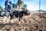 Adorable piglets on dry grass near fence