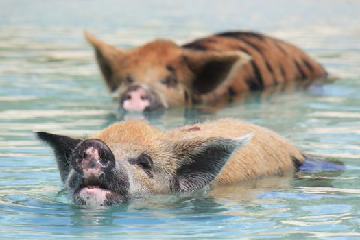 Playful kunekune pigs swimming in the clear turquoise waters of The Bahamas.