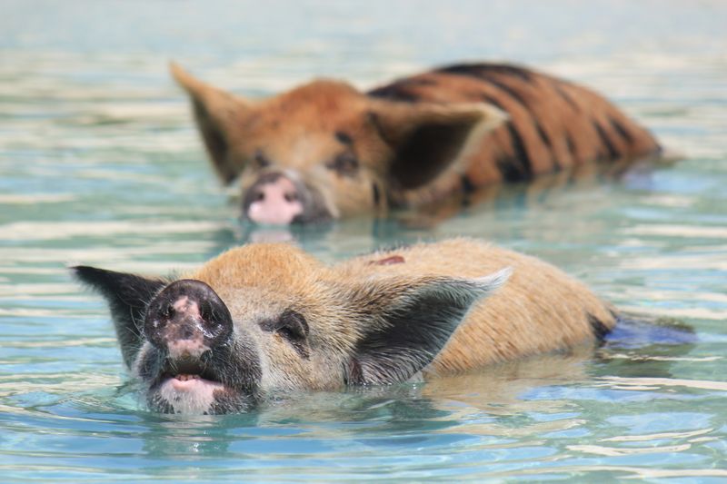 The Swimming Pigs