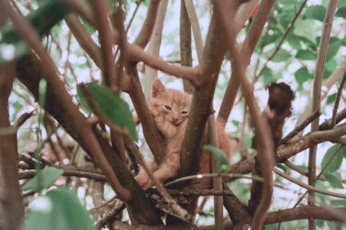 Close-up of an Orange Cat Sitting on a Tree