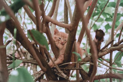 Free Adorable orange kitten sitting among tree branches, captured outdoors. Stock Photo