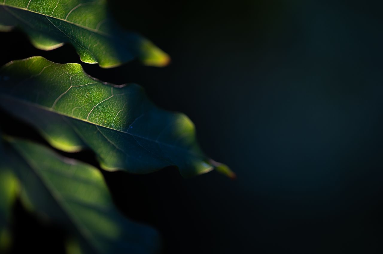 detailed macro photograph showcasing the textures and veins of green l