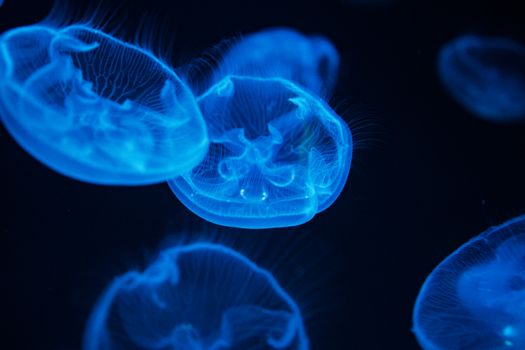 令人惊叹的海洋发光水母特写镜头