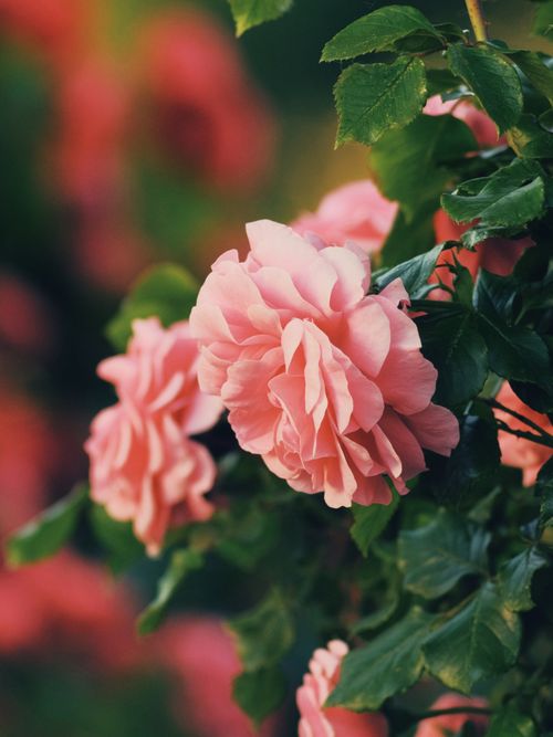 Free A close-up of blooming pink roses with lush green leaves in a garden setting. Stock Photo