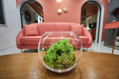 Free Moss in a Glass Bowl Stock Photo
