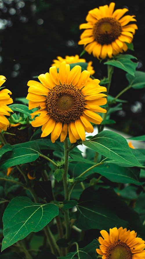 Free Yellow Sunflower in Bloom Stock Photo