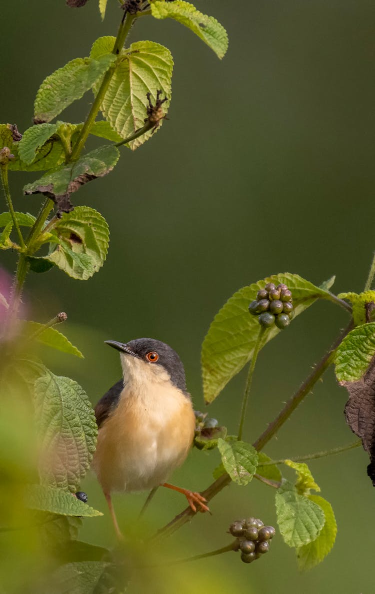 Small Cute Prinia On Branch With Lantana Berries