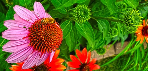 Immagine gratuita di ape da miele, api, fiori