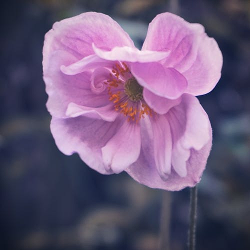 Foto stok gratis benang sari, berbunga, bunga merah jambu