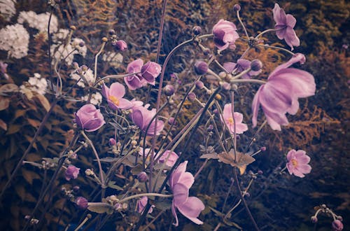 Purple Flowers in Close Up Photography