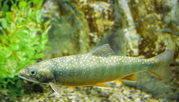 特写镜头展示了一条斑点鱼在天然水族馆环境中游泳的海洋生物
