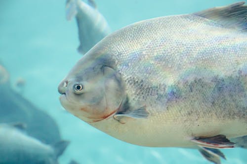 Free A Silver Large Fish Underwater Stock Photo