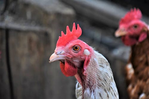 Δωρεάν στοκ φωτογραφιών με αγροτικός, γκρο πλαν, εστιάζω