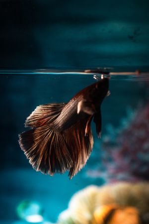 Vibrant betta fish in an aquarium