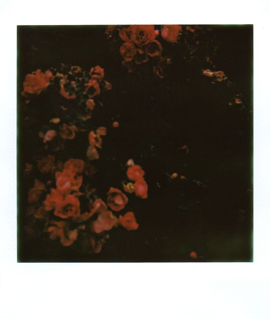 An artistic capture of red roses in dim lighting, creating a moody atmosphere.
