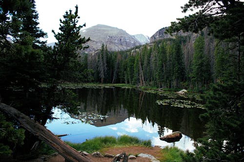 Green Trees Near Lake and Mountains