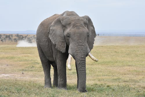 Fotobanka s bezplatnými fotkami na tému africký slon, cicavec, divočina